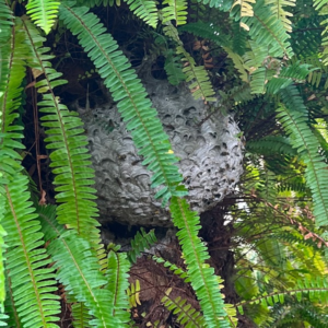 wasp-nest-in-Remuera-exterminated-by-WaspMan