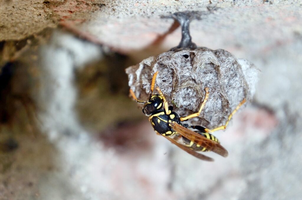 A single yellow and black paper wasp tending to a small gray nest attached to a rough stone or brick wall.