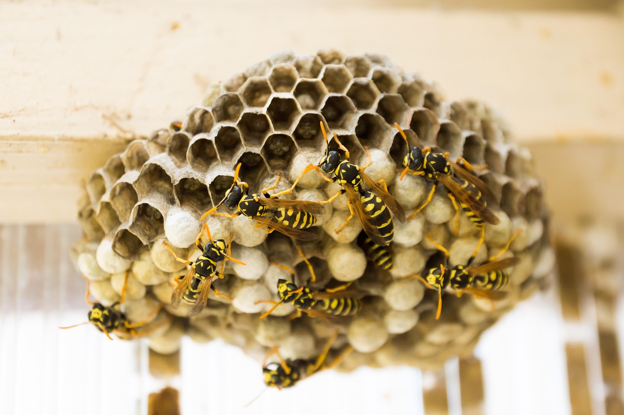 A close-up of a paper wasp nest attached to a wooden surface, with several yellow and black wasps crawling over the hexagonal cells.
