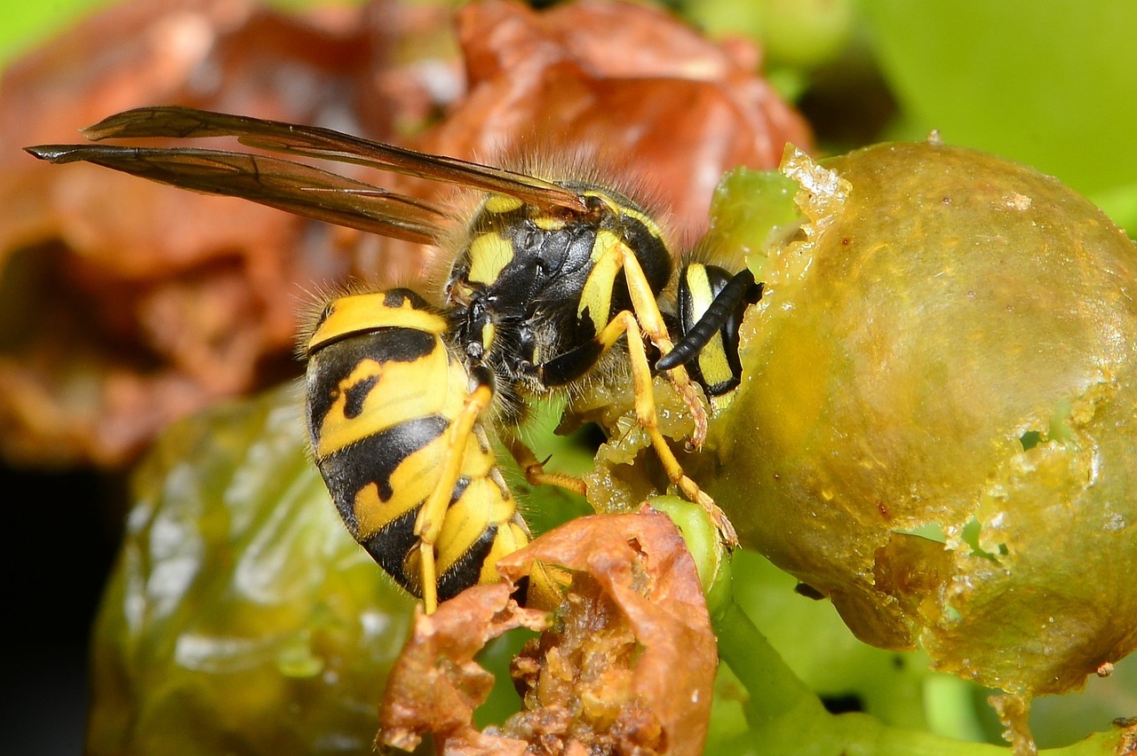 What do wasps eat in Auckland – Waspman guide